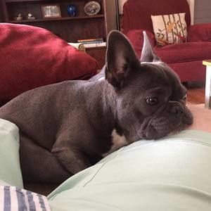 Meet your Posher, Joe